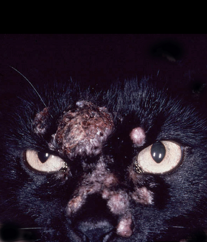 Fig. 1. Feline progressive histiocytosis. Alopecic coalescing facial nodules.