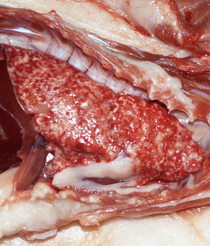 Fig. 2. pLCH - Thorax - The lung is diffusely infiltrated by discrete to coalescing cream to tan nodules. 