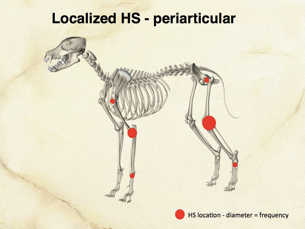 Fig. 4. Articular/Peri-articular HS - lesion topography and frequency 