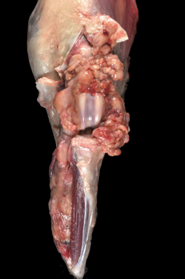 Fig. 5. Articular/Peri-articular HS - encircling the stifle, invading bone, and the lower limb. Courtesy of Adam Michel.